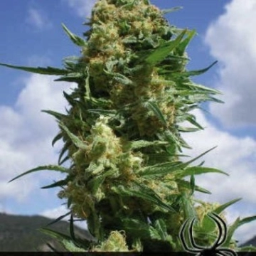 Black Widow Feminized cannabis flower bud by Positronics