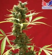 Caramel Ice Feminized cannabis flower bud by Positronics