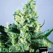 Claustrum Feminized cannabis flower bud by Positronics