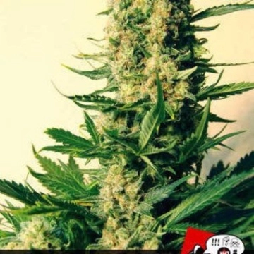 Critical #47 Feminized cannabis flower bud by Positronics