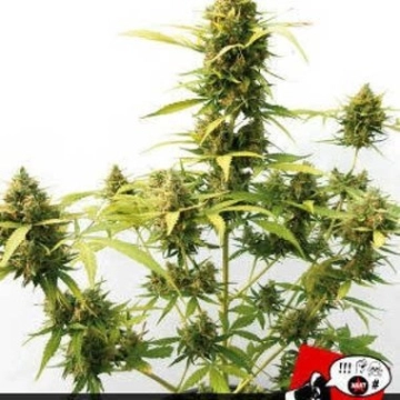 Critical Express Autoflowering cannabis flower bud by Positronics