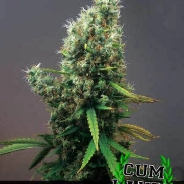 Cum Laude Feminized cannabis flower bud by Positronics