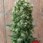 GordoMaster Kush Feminized cannabis flower bud by Positronics