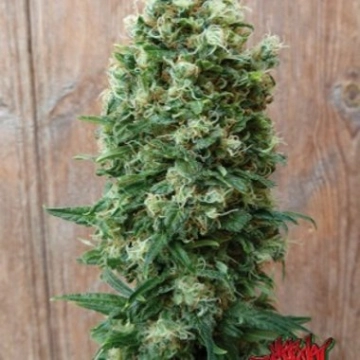 GordoMaster Kush Feminized cannabis flower bud by Positronics
