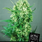 Jack Diesel Feminized cannabis flower bud by Positronics