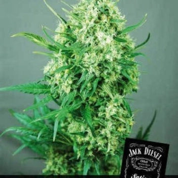 Jack Diesel Feminized cannabis flower bud by Positronics