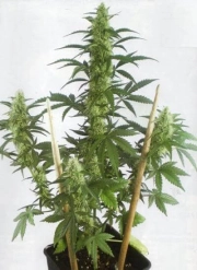 MayDay Autoflowering cannabis flower bud by Positronics