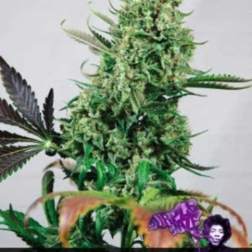 Purple Haze Feminized cannabis flower bud by Positronics