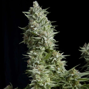 Alpujarreña Feminized cannabis flower bud by Pyramid Seeds