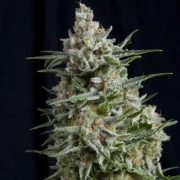 Anesthesia Feminized cannabis flower bud by Pyramid Seeds