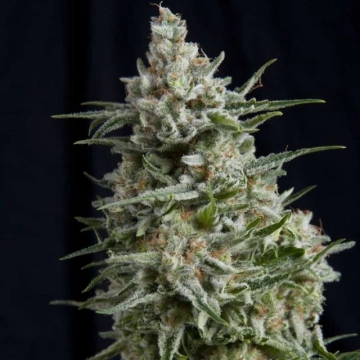 Anesthesia Feminized cannabis flower bud by Pyramid Seeds