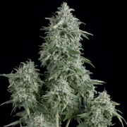 Anubis Feminized cannabis flower bud by Pyramid Seeds