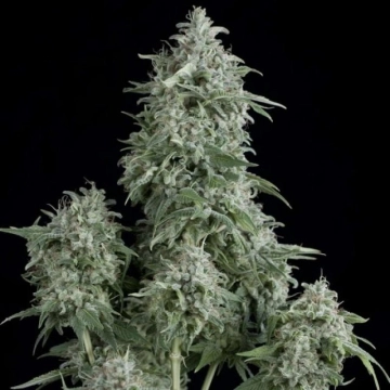 Anubis Feminized cannabis flower bud by Pyramid Seeds