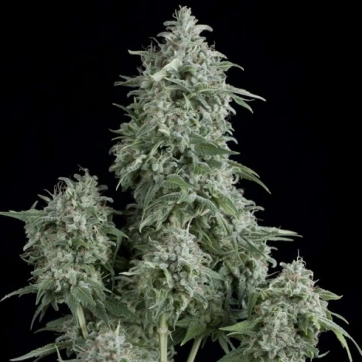 Anubis – Pyramid Seeds – Feminized