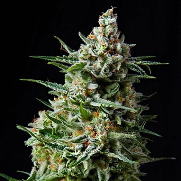Auto Anesthesia Autoflowering cannabis flower bud by Pyramid Seeds