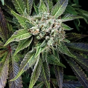 Auto Blue Pyramid Autoflowering cannabis flower bud by Pyramid Seeds