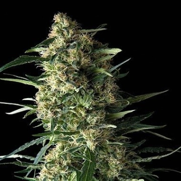 Auto Galaxy Autoflowering cannabis flower bud by Pyramid Seeds