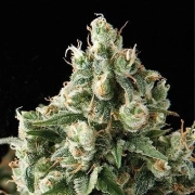 Auto Lennon Autoflowering cannabis flower bud by Pyramid Seeds