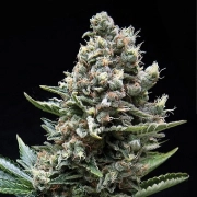 Auto Nefertiti Autoflowering cannabis flower bud by Pyramid Seeds