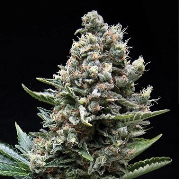 Auto Nefertiti Autoflowering cannabis flower bud by Pyramid Seeds
