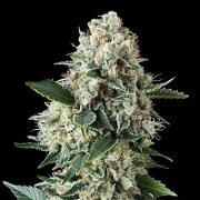 Auto New York City Autoflowering cannabis flower bud by Pyramid Seeds