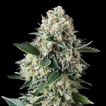 Auto New York City Autoflowering cannabis flower bud by Pyramid Seeds