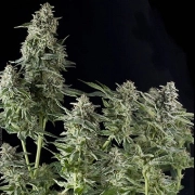 Auto Northern Lights Autoflowering cannabis flower bud by Pyramid Seeds