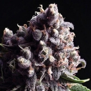 Auto Purple Autoflowering cannabis flower bud by Pyramid Seeds