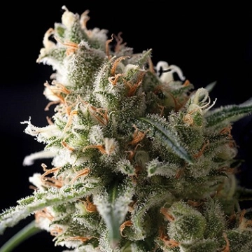 Auto Super Hash Regular cannabis flower bud by Pyramid Seeds