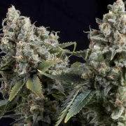 Auto Tutankhamon Autoflowering cannabis flower bud by Pyramid Seeds