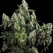 Tutankhamon Feminized cannabis flower bud by Pyramid Seeds