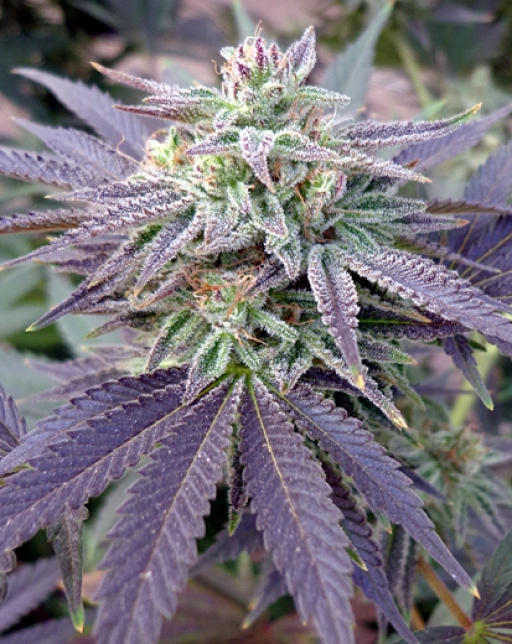 Blue OX – Rare Dankness – Regular