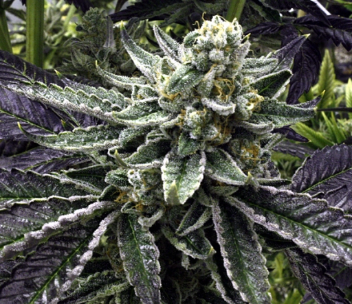 Commerce City Kush – Rare Dankness – Regular
