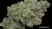Ghost Train Haze #1 Feminized cannabis flower bud by Rare Dankness