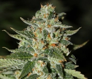 Midas Regular cannabis flower bud by Rare Dankness