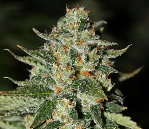 Midas – Rare Dankness – Regular