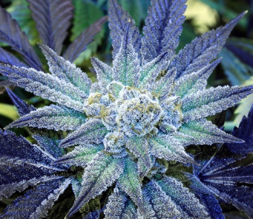 Night Terror OG – Rare Dankness – Regular
