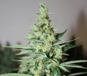 Tangerine Trainwreck Haze Regular cannabis flower bud by Rare Dankness