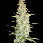 Cole Train Feminized cannabis flower bud by Reserva Privada