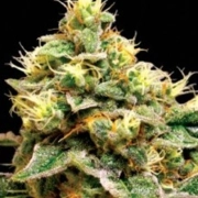 Confidential Cheese Feminized cannabis flower bud by Reserva Privada