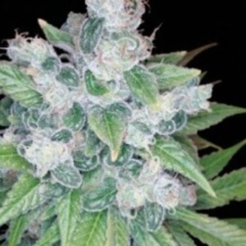 Kandy Kush Feminized cannabis flower bud by Reserva Privada