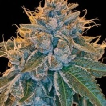 Kosher Kush Regular cannabis flower bud by Reserva Privada