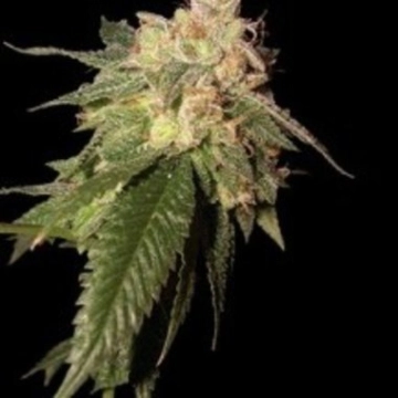 OG Kush Feminized cannabis flower bud by Reserva Privada