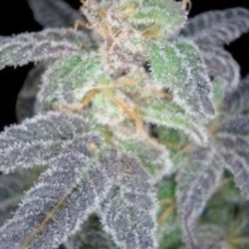 Purple OG #18 Feminized cannabis flower bud by Reserva Privada