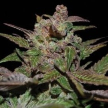 Purple Wreck Feminized cannabis flower bud by Reserva Privada