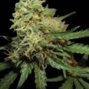 RKS Feminized cannabis flower bud by Reserva Privada