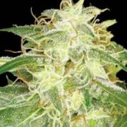 Silver Bubble Regular cannabis flower bud by Reserva Privada