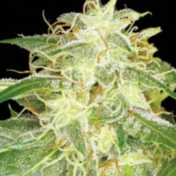 Silver Bubble Feminized cannabis flower bud by Reserva Privada