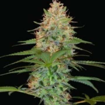Silver Kush Feminized cannabis flower bud by Reserva Privada