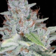 Skywalker Kush Feminized cannabis flower bud by Reserva Privada